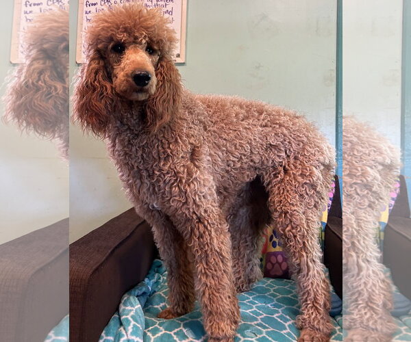 Medium Photo #2 Poodle (Standard) Puppy For Sale in Pacolet, SC, USA