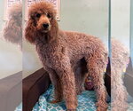 Small #1 Poodle (Standard)