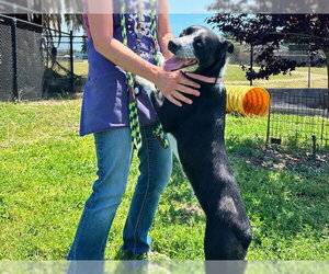 Border Collie-Unknown Mix Dogs for adoption in Santa Cruz, CA, USA