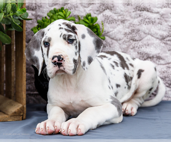 Medium Photo #2 Great Dane Puppy For Sale in WAKARUSA, IN, USA