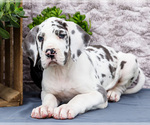 Small #1 Great Dane