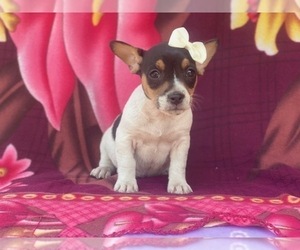 French Bulldog-Jack Russell Terrier Mix Puppy for sale in LAKELAND, FL, USA