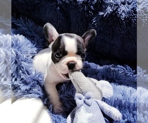 French Bulldog Puppy for sale in W LINN, OR, USA
