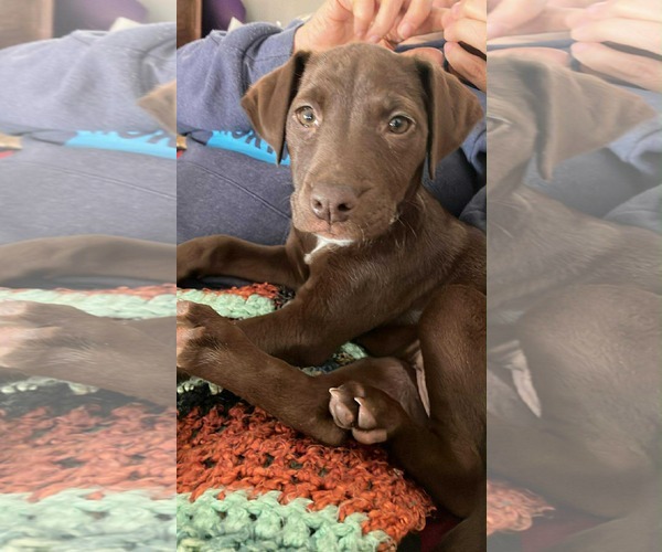 Medium Photo #4 American Staffordshire Terrier-Unknown Mix Puppy For Sale in Duluth, MN, USA