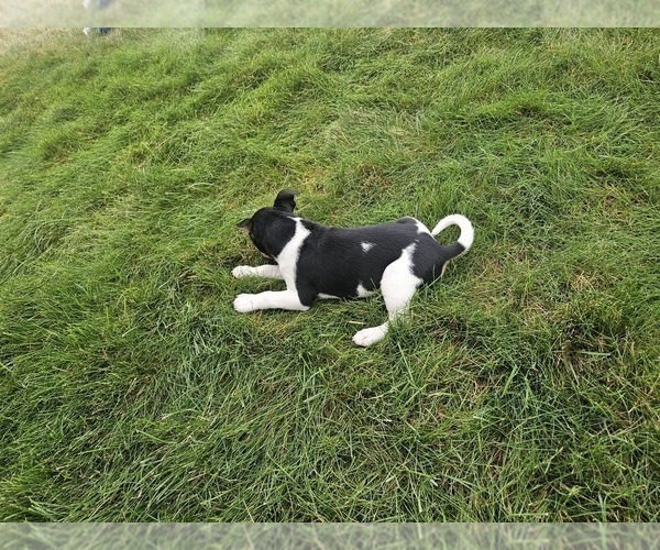 Medium Photo #4 Rat Terrier Puppy For Sale in ELLENSBURG, WA, USA