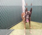 ZEUS - Male Mutt Dog for Adoption - Small photo