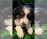 Puppy Joy Miniature Australian Shepherd