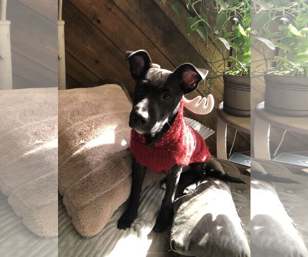 Medium Photo #6 Labrador Retriever-Unknown Mix Puppy For Sale in Holly Springs, NC, USA