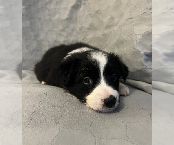 Medium Photo #4 Border Collie Puppy For Sale in BERRIEN SPRINGS, MI, USA