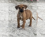 Small Photo #50 Rhodesian Ridgeback Puppy For Sale in MORONGO VALLEY, CA, USA