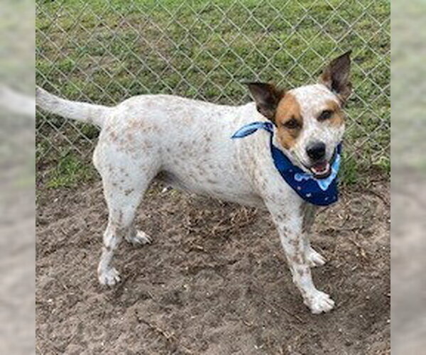 Medium Photo #6 Mutt Puppy For Sale in Fort Pierce, FL, USA