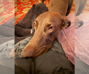 Scooby - Male Doberman Pinscher Dog for Adoption - Photo #4