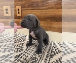 Small Photo #22 Cane Corso Puppy For Sale in BARBOURSVILLE, VA, USA