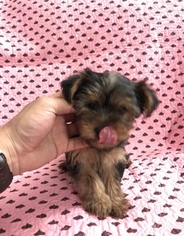 Yorkshire Terrier Puppy for sale in RICHLAND, WA, USA
