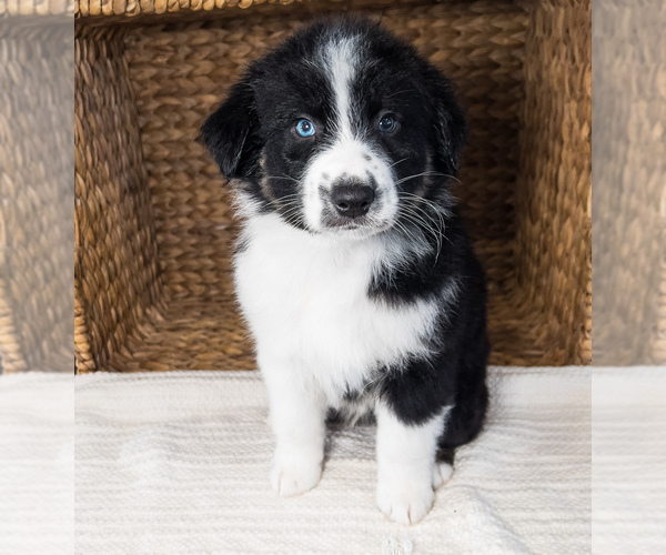 Medium Photo #9 Australian Shepherd Puppy For Sale in UNIONVILLE, IA, USA