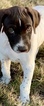 Small Photo #2 German Shorthaired Pointer Puppy For Sale in SAN ANTONIO, TX, USA