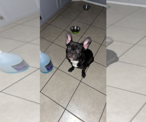 French Bulldog Puppy for sale in TUCSON, AZ, USA