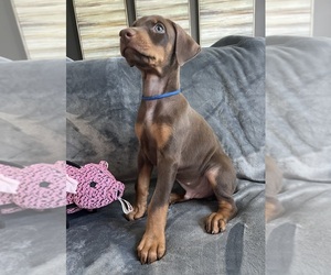 Doberman Pinscher Puppy for sale in PHOENIX, AZ, USA