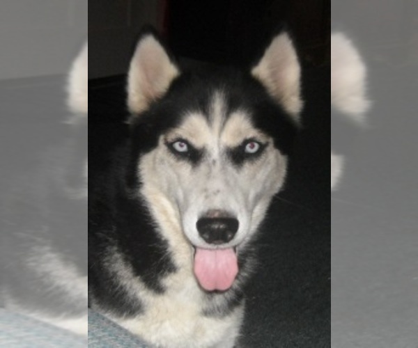 Medium Photo #1 Siberian Husky Puppy For Sale in KENNEWICK, WA, USA