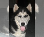 Small Photo #1 Siberian Husky Puppy For Sale in KENNEWICK, WA, USA