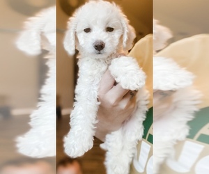 Maltipoo Puppy for sale in LAKE HAVASU CITY, AZ, USA