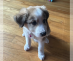 Small #5 Great Pyrenees Mix