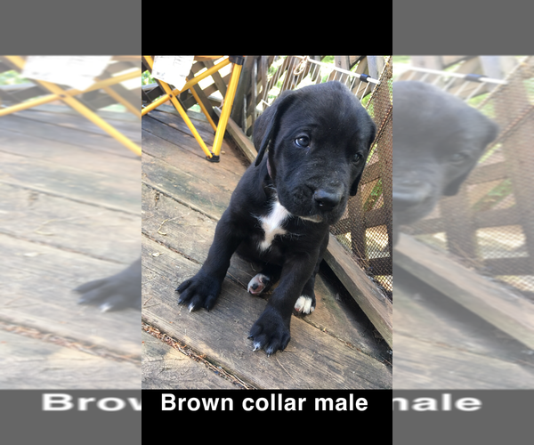 Medium Photo #1 Daniff Puppy For Sale in CHESTER GAP, VA, USA