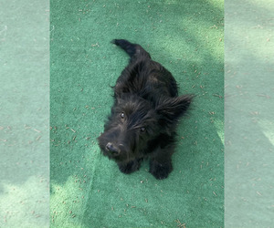 Scottish Terrier Puppy for sale in BEND, OR, USA