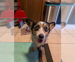 Small #2 Mutt
