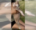 Small Photo #10 American Bully Puppy For Sale in LAKE STATION, IN, USA