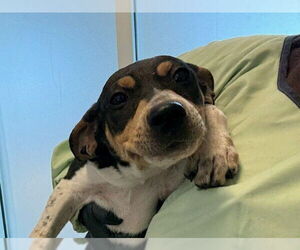 American Pit Bull Terrier Dogs for adoption in Pueblo, CO, USA