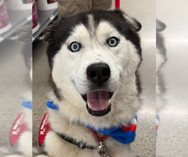 Medium Photo #3 Siberian Husky Puppy For Sale in Woodland, CA, USA