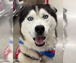 Small #2 Siberian Husky