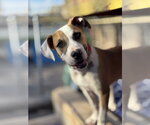 Small #1 Boxer-Staffordshire Bull Terrier Mix