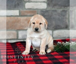 Labrador Retriever Puppy for sale in SELINSGROVE, PA, USA