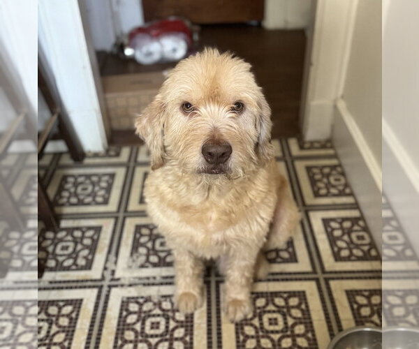 Medium Photo #2 Labradoodle Puppy For Sale in Oakhurst, NJ, USA