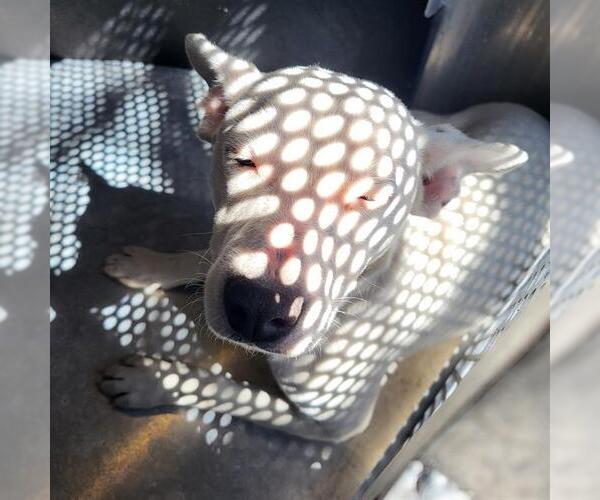 Medium Photo #1 Mutt Puppy For Sale in San Antonio, TX, USA