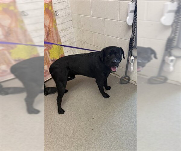Medium Photo #1 Labrador Retriever Puppy For Sale in San Bernardino, CA, USA