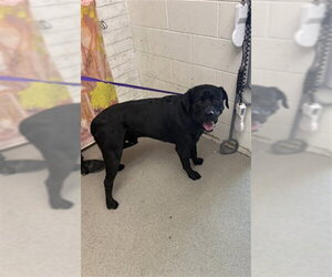 Labrador Retriever Dogs for adoption in San Bernardino, CA, USA