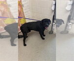 Small Labrador Retriever