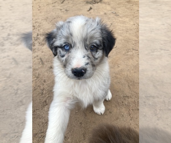 Medium Photo #1 Australian Shepherd Puppy For Sale in MIDLAND, GA, USA