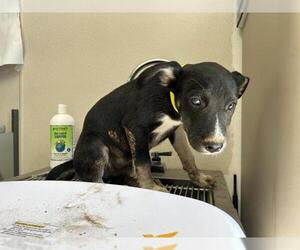 German Shepherd Dog-Unknown Mix Dogs for adoption in Visalia, CA, USA