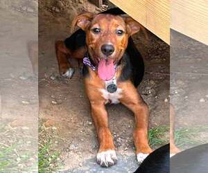 Mutt Dogs for adoption in Mount Laurel, NJ, USA