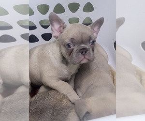 French Bulldog Puppy for sale in STOUGHTON, WI, USA