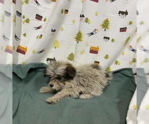Poodle (Toy)-Unknown Mix Dogs for adoption in Modesto, CA, USA