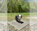 Small Photo #39 Pomsky Puppy For Sale in DRACUT, MA, USA