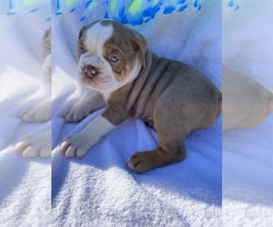 Olde English Bulldogge Puppy for sale in BEECH GROVE, IN, USA