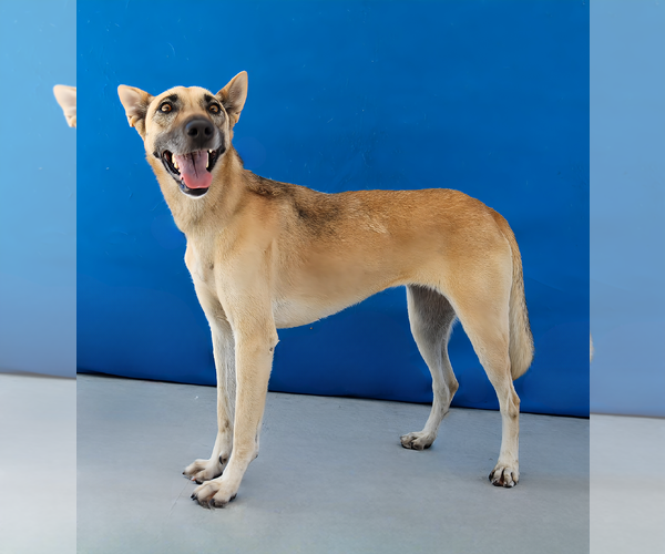 Medium Photo #2 Mutt Puppy For Sale in Pasadena, CA, USA