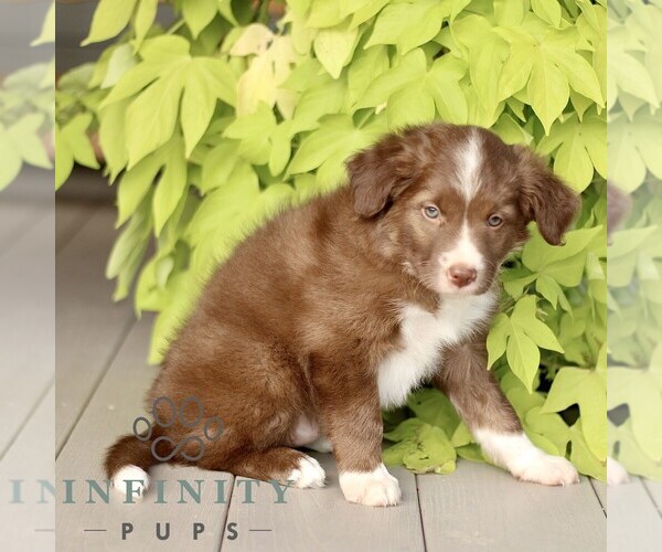 Medium Photo #3 Border Collie Puppy For Sale in QUARRYVILLE, PA, USA