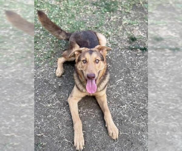 Medium Photo #2 German Shepherd Dog-Unknown Mix Puppy For Sale in Riverside, CA, USA